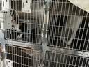 华元宠具（hoopet）猫包大容量宠物便捷外出便携透气双肩手提布偶狗背包幼犬外出包 实拍图