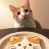 朗亲猫粮优护全价成猫粮蓝猫布偶全猫种通用型猫干粮10kg 实拍图