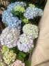 花翁绣球花苗无尽夏大花幸运八仙花阳台室内庭院花卉盆栽植物源头直发 实拍图