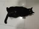 网易严选猫湿粮零食浓汤大口肉罐头鸡肉+三文鱼 85g*24罐 实拍图