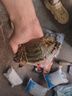 梭子蟹鲜活特大野生舟山大螃蟹海鲜新鲜冷冻海蟹水产飞蟹白蟹顺丰 净重1斤以上/只 【4只 包鲜包肥 顺丰冷运】 实拍图
