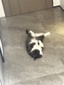 猫人高倍抗菌含桑蚕丝裆男士内裤男纯棉平角裤防螨四角短裤4条3XL 实拍图