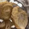 福东海 猴头菇250克【大份量】长白山猴头菇养煲汤胃粉可做米稀打粉  实拍图