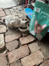 凯锐思猫粮银爪P28全价鲜肉冻干双拼猫粮亲和护肠胃成猫粮4斤 实拍图