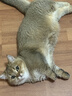 愛肯拿（ACANA）猫粮 牧场盛宴成猫幼猫粮 高蛋白无谷进口鸡肉粮1.8kg效期27/5 实拍图