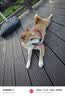 Orijen渴望狗粮 六种鱼 成犬幼犬全价鱼肉美毛进口犬粮2kg效期27/10 实拍图