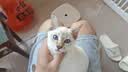 弗列加特猫粮 肠道养护 全价鲜肉天然粮 成猫粮鸡肉味16kg【宠物金选】 实拍图