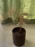 文竹盆栽绿植花卉盆景植物室内客厅水培文松云竹文竹大苗四季常青 小文竹【2棵更实惠】原土球发货 高度15-25cm 实拍图
