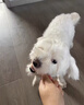 HELLOJOY狗狗零食宠物泰迪金毛幼犬成犬训练奖励 鸡肉绕奶棒1000g 实拍图