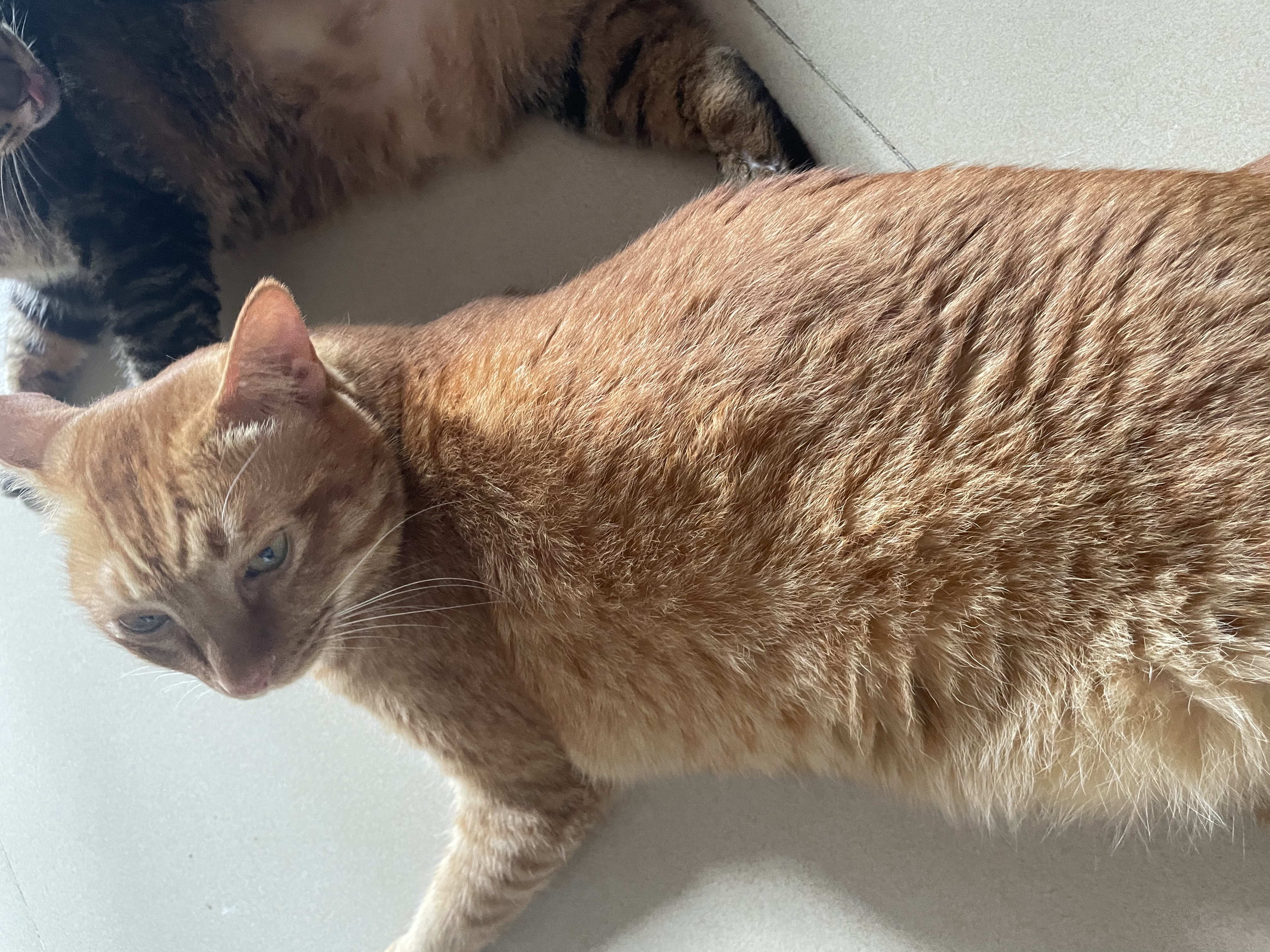 PALAM帕蓝姆猫粮真肉粒冻干双拼成幼猫粮美毛护肠胃京东自营1kg 实拍图