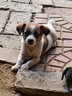 伯纳天纯狗粮中大型犬全价成年犬粮17kg羊肉蔓越莓味囤货装 实拍图