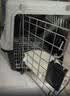 腆宠宠物航空箱小号 猫咪航空箱猫狗 猫包猫笼外出车载猫箱狗狗托运 实拍图