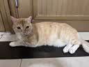 皇家猫粮 成猫猫粮 营养均衡 F32 通用粮 1-7岁 4.5kg*2 实拍图
