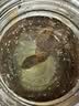 千古蜀源 四川高粱酒 52度 2.5L 浓香型白酒纯粮桶装酒泡酒约5斤 实拍图