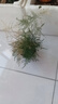 文竹盆栽绿植花卉盆景植物室内客厅水培文松云竹文竹大苗四季常青 小文竹【1颗】原盆原土球发货 高度15-25cm 实拍图