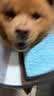 宠号狗狗绝育服母犬四脚衣手术服断奶衣服小中大型犬金毛柯基泰迪比熊 粉色（四季纯棉 绝育仅母犬可用） L 建议20-40斤 实拍图