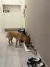 领先全价犬主食罐狗罐头成幼犬湿粮零食狗饭120g*18罐（三种口味） 实拍图