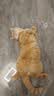 网易严选宠物零食成幼猫猫条营养湿粮包猫咪咕噜酱猫舔酱 羊奶鸡肉味90g*3 实拍图