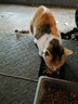 伟嘉主食级罐头 猫湿粮泰国进口猫罐头吞拿鱼味400g*12整箱装 实拍图