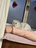 富力鲜（Frisian）泰国进口 猫罐头85g罐白身鲔鱼+牛肉成猫宠物猫粮零食 新客试吃 实拍图