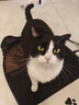 HELLOJOY猫笼子猫窝帐篷家用猫咪产房窝露营隔离生产房待产房猫产窝幼猫笼 实拍图