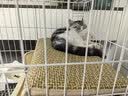 憨憨宠猫笼折叠猫笼子大号猫别墅加粗加密双层猫舍猫窝宠物猫咪用品家用 白色 600双层 实拍图