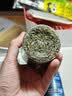 憨憨乐园猫薄荷天然猫薄荷 幼猫零食猫薄荷 猫薄荷20g猫咪专用零食 实拍图