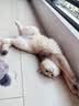 皇家BS34英国短毛猫通用成猫粮2kg 赠OM深海鱼虾猫粮 实拍图