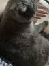 布兰德全价鲜煮主食猫条罐头湿粮幼猫成猫增肥猫条 甜虾北极贝32支装 实拍图