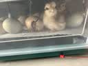 威振 孵化器全自动家用型芦丁鸡孵化机鸭鹅鸽孵化箱智能小型孵蛋器 30枚全自动双电【送加水瓶】 实拍图