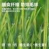 美人喵冻干猫草棒磨牙棒猫咪零食成猫幼猫毛球即食猫草磨牙洁齿 冻干鱼油猫草棒300g【桶装锁鲜】 实拍图