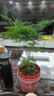 文竹盆栽绿植花卉盆景植物室内客厅水培文松云竹文竹大苗四季常青 小文竹【1颗】原盆原土球发货 高度15-25cm 实拍图