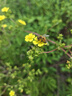 十月结晶孕妇内裤低腰棉孕早中期孕晚期孕产妇女托腹内裤4条装 XXL码 实拍图