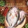 仙泉湖冷冻三去白蕉海鲈鱼700g/袋(2条装)肉厚刺少水产生鲜食材 实拍图