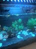 米家小米智能鱼缸 一体整机免装语音遥控半年免换水APP定时喂食水族箱 米家智能鱼缸半年免换水 实拍图