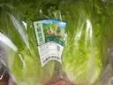 散叶生菜约400g 实拍图