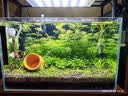 尼特利AT5S水草灯530S专业级全光谱led伸缩鱼缸灯专用植物补光灯 实拍图