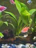 【京东物流】水草套餐 好养耐活真水草植物绿菊大叶绿九冠鱼缸 三头丹麦榕沉木 实拍图