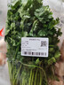 带根香菜100g 实拍图