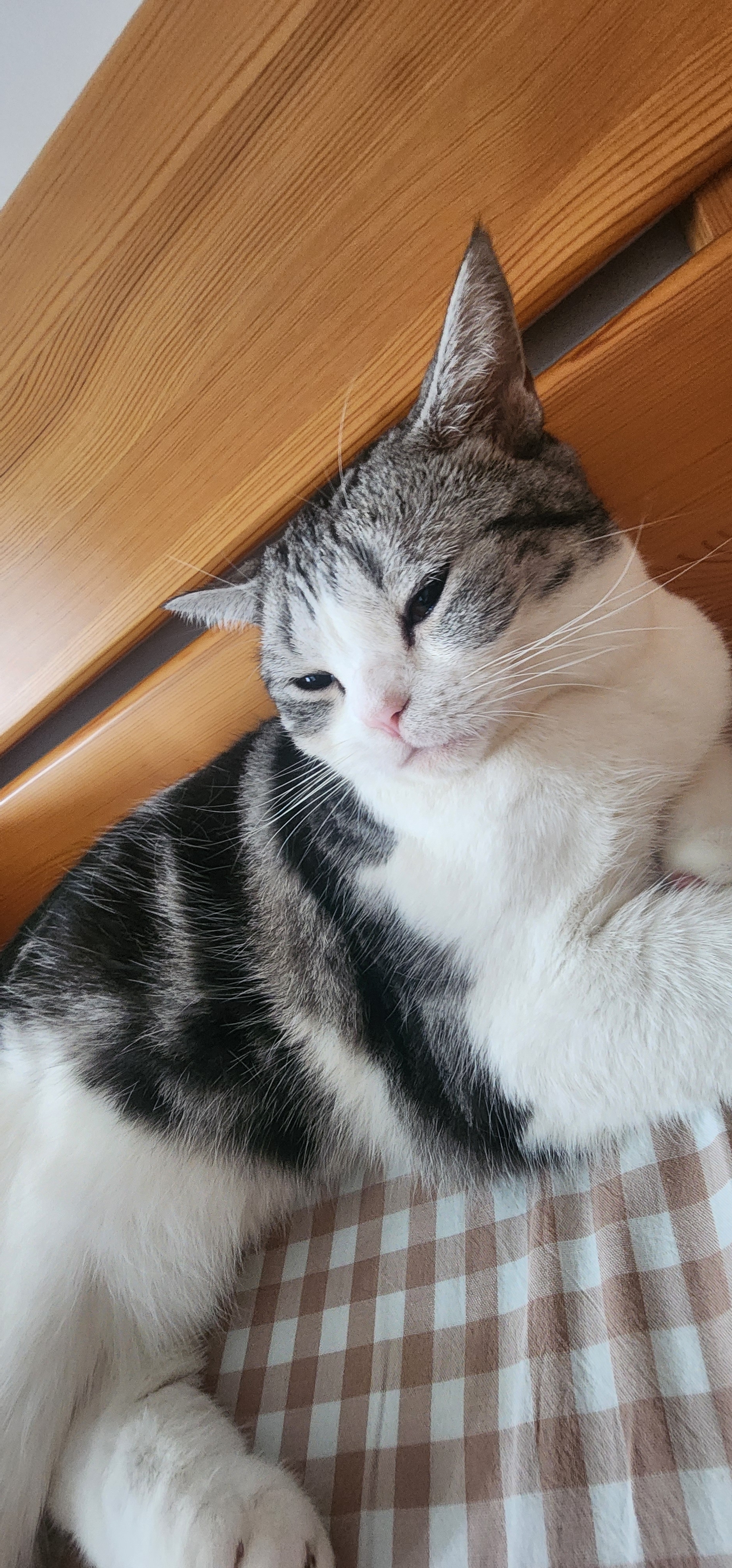 BOTH鲜肉猫粮 乳鸽鸡肉冻干 幼猫成猫全阶段 冻干夹心猫粮2kg 实拍图