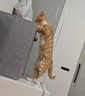 HELLOJOY猫抓板猫爬架一体耐磨不掉屑剑麻抓柱耐抓逗猫棒猫咪玩具自嗨解闷 实拍图