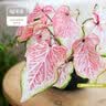 虹越（HONGYUE）高端绿植彩叶芋盆栽 多品可选室内阳台客厅装饰观叶植物 【DH彩叶芋】“白色女王”110#盆栽 实拍图