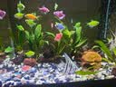 【京东物流】水草套餐 好养耐活真水草植物绿菊大叶绿九冠鱼缸 三头丹麦榕沉木 实拍图