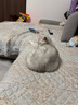 凯锐思 美短专用猫粮幼猫成猫深海鱼鱼肉猫食天然粮 美短2kg 实拍图