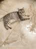 皇家猫粮 成猫猫粮 营养均衡 F32 通用粮 1-7岁 2KG 实拍图