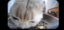 霍曼（Homerun）AI智能宠物自动喂食器视频猫喂食定时定量摄像头可视VF20 可插卡 实拍图