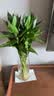 沭之美文昌竹水培富贵竹植物客厅龙竹办公室绿植桌面节节高竹子源头直发 实拍图