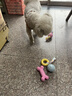 HELLOJOY狗狗玩具球小狗磨牙棒骨头耐咬狗咬胶小型犬宠物用品幼犬自嗨解闷 实拍图