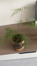 史丹利（STANLEY）营养液花肥料家用盆栽植物通用型水培发财树富贵竹花卉绿植250ml 实拍图