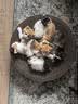 囧宝猫砂豆腐猫砂京东自营送货上门强效除臭猫咪猫砂宠物除臭4.6斤*4 实拍图